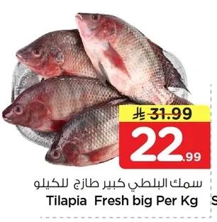 سمك البلطي كبير طازج للكيلو