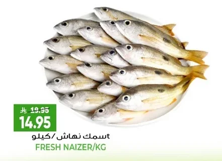 سمك ناهش / كيلو