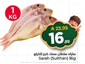 ساره سلطان سمك كبير للكيلو