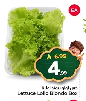 خس لولو بيوندة