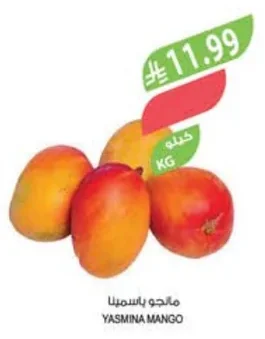 YASMINA MANGO