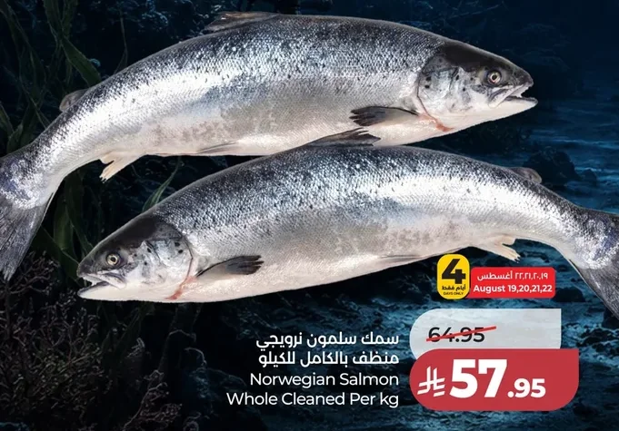 سمك سلمون نرويجي