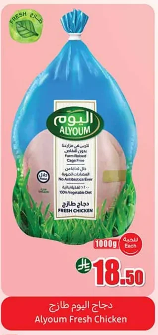 دجاج اليوم طازج