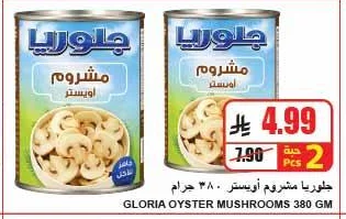 جلوريا مشروم أويستر