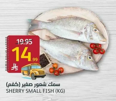 سمك شعور صغير