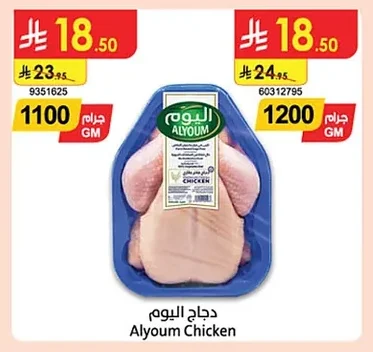 دجاج اليوم