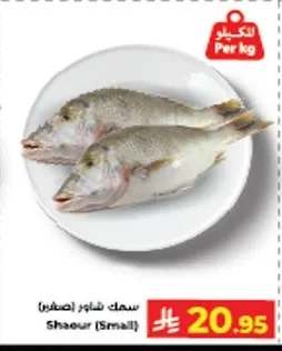 سمك شاور (صغير)
