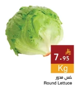 Round Lettuce