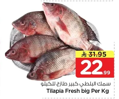 سمك البلطي كبير طازج للكيلو