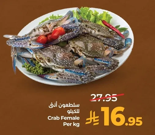 سلطعون أنثى