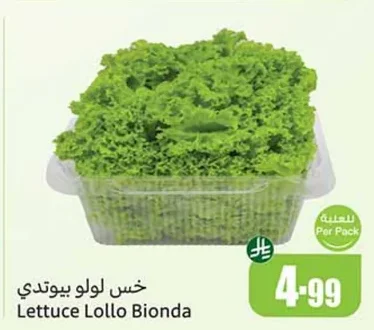 Lettuce Lollo Bionda