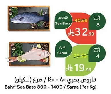 قاروص بحري - صار