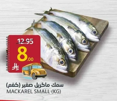 سمك ماكريل صغير