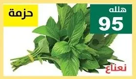 نعناع