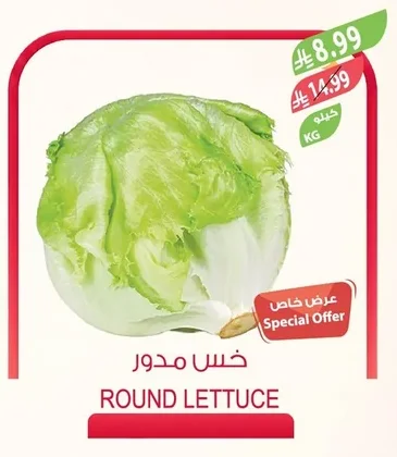 خس مدور
