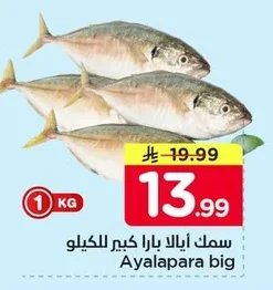 Ayala para big