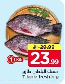 Tilapia fresh big