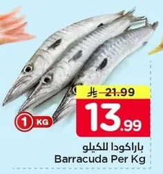 باراكودا للكيلو