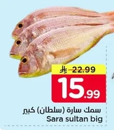 سمك سارة (سلطان) كبير
