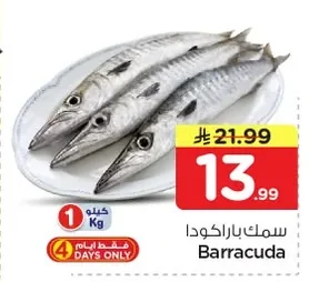 سمك باراكودا