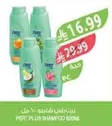 برت بلس شامبو