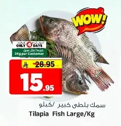 سمك بلطي كبير