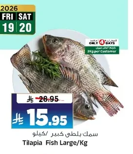 Tilapia Fish Large