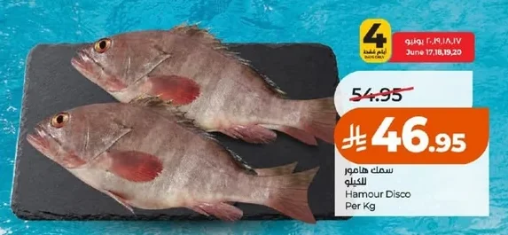 سمك هامور