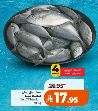 سمك سال جيث متوسط