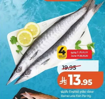 Barracuda Fish Per Kg