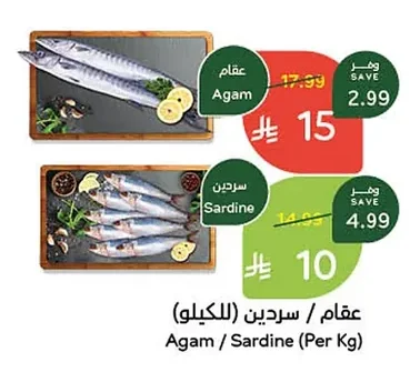Agam / Sardine