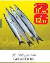 BARRACUDA