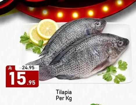 Tilapia