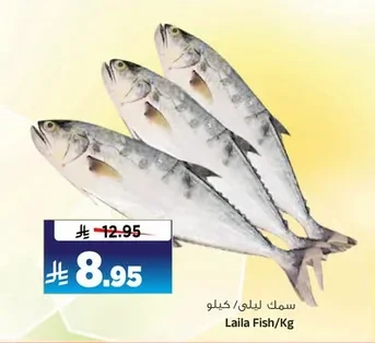 سمك ليلي