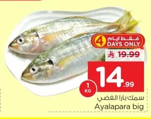 سمك بارا الغضـي