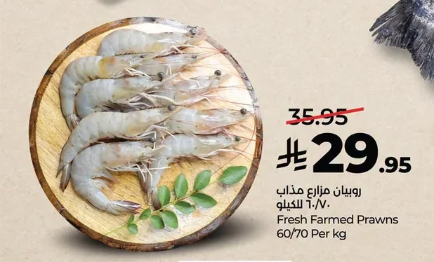 روبيان مزرعة مذاب