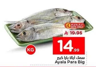 سمك آيلا بارا كبير