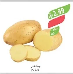 بطاطس