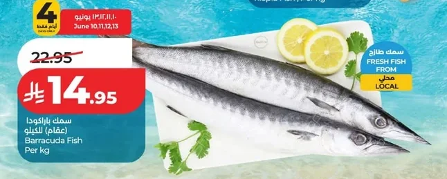 Barracuda Fish