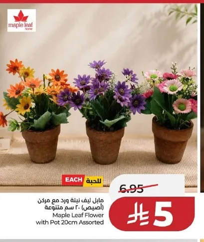 Maple Leaf Rose Plant with Pot