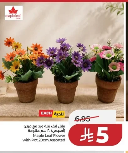 Maple Leaf Rose Plant with Pot 20cm Assorted