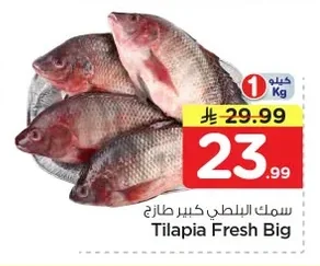 سمك البلطي كبير طازج