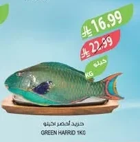 GREEN HARRID