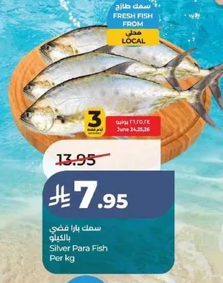 سمك بارا فضي