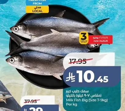 سمك كبير