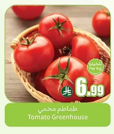 Tomato Greenhouse