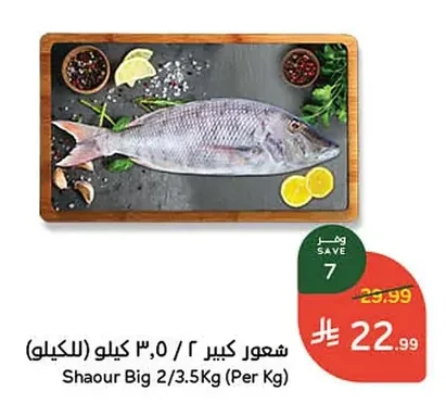 Shaour Big