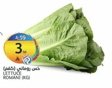 خس روماني