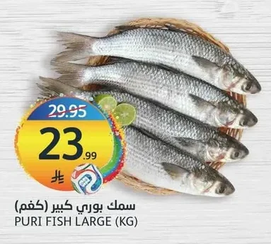 سمك بوري كبير