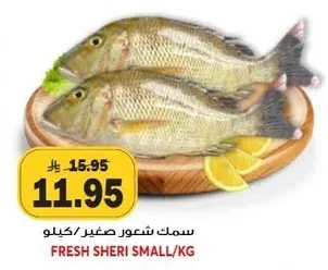 سمك شعور صغير/كيلو
